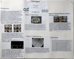 8.17.tif